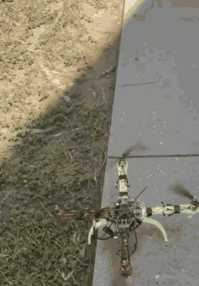 The quadcopter spins up on the grass, lifts off and flies low across a shaded campus lawn.